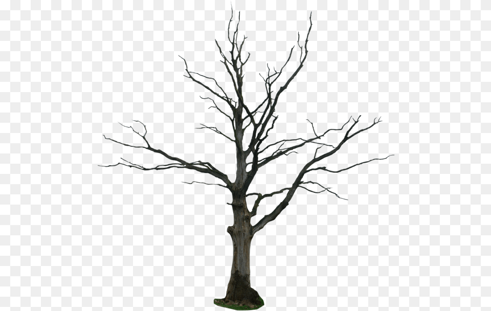 Dead Tree, Plant, Tree Trunk, Potted Plant Free Png