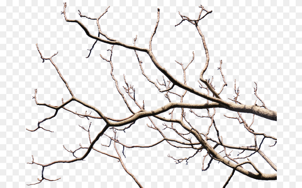 Dead Tree Branch With Transparent Background, Ice, Nature, Outdoors, Weather Free Png Download