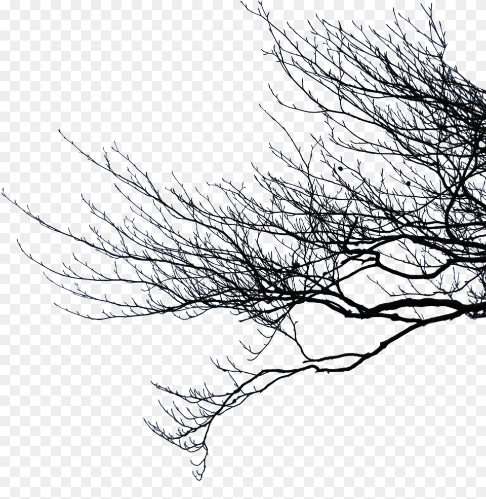 Dead Tree Branches, Frost, Ice, Nature, Outdoors Free Transparent Png