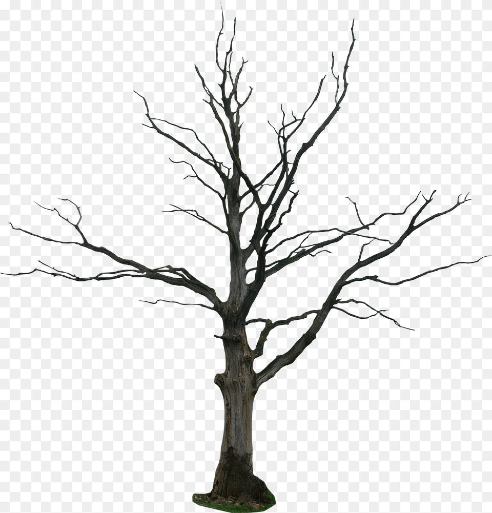 Dead Tree Cartoon Clipart Dead Tree Drawing, Plant, Tree Trunk, Potted Plant Png Image