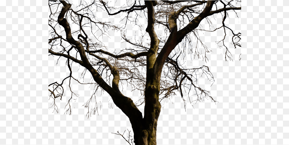 Dead Tree Clipart Dead Tree, Weather, Tree Trunk, Plant, Outdoors Png