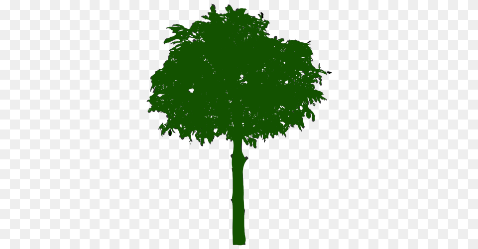 Dead Tree Clipart Thin, Green, Leaf, Oak, Plant Free Png Download