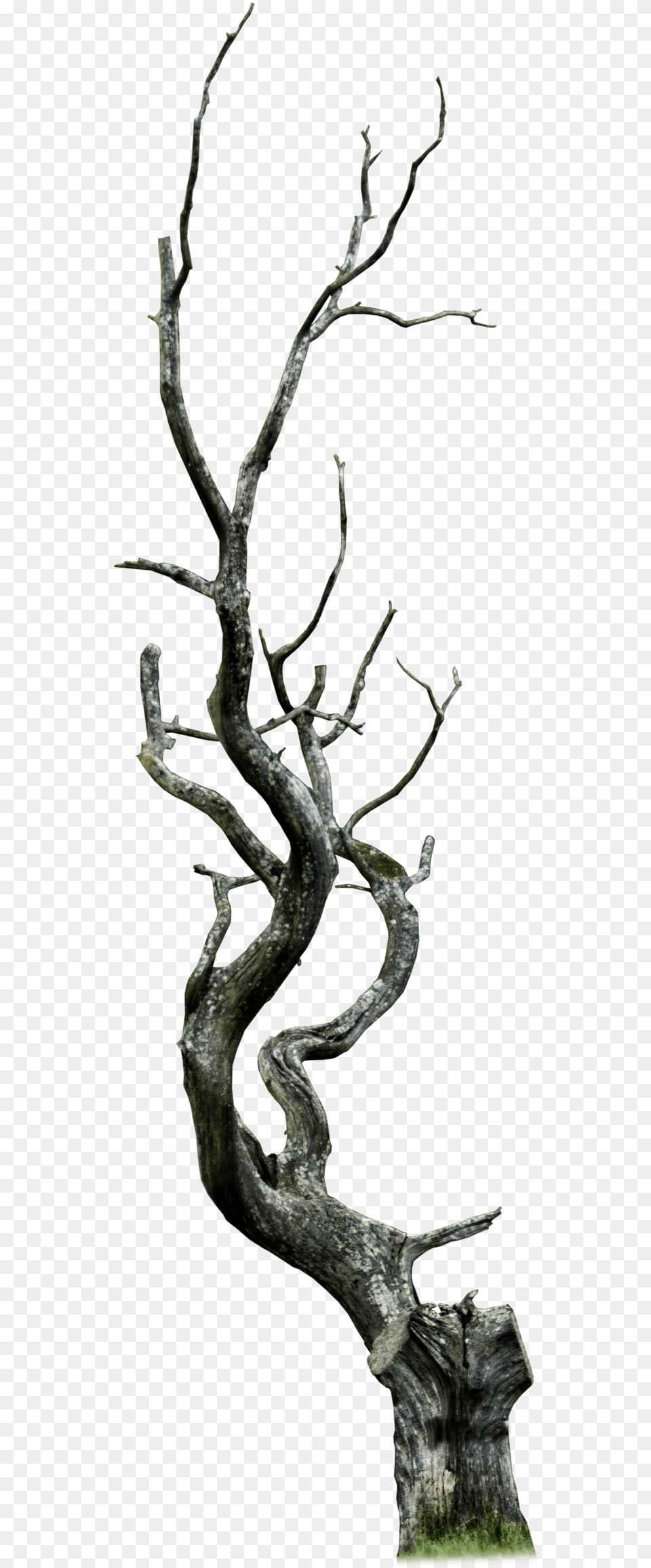 Dead Tree Clipart Thorn Tree, Plant, Wood, Tree Trunk Png Image