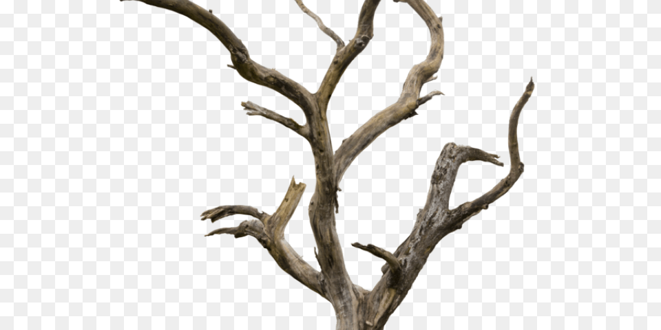 Dead Tree Clipart Tree Trunk, Wood, Plant, Driftwood, Antler Png
