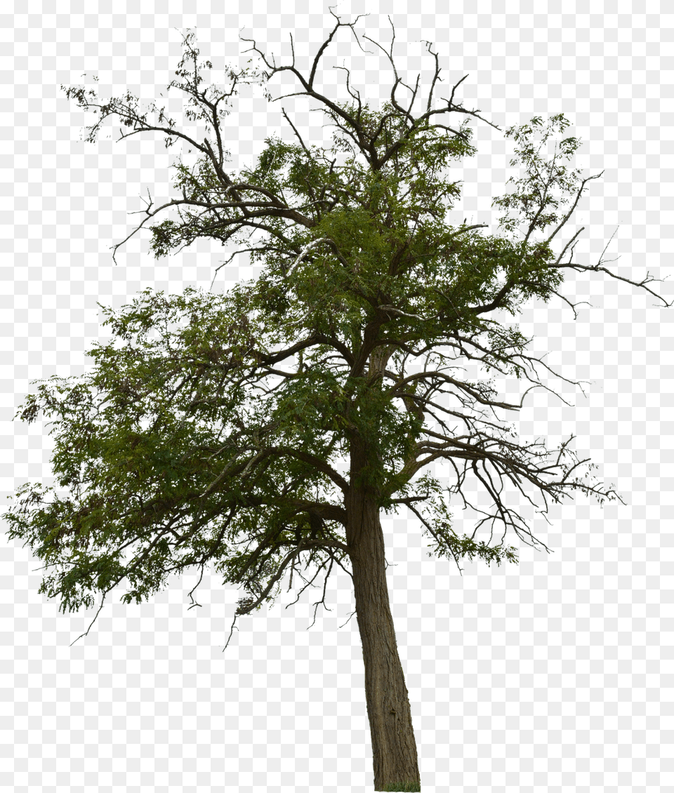 Dead Tree Dead Tree With No Background Halloween Transparent Background Dead Tree, Oak, Plant, Tree Trunk, Potted Plant Free Png Download