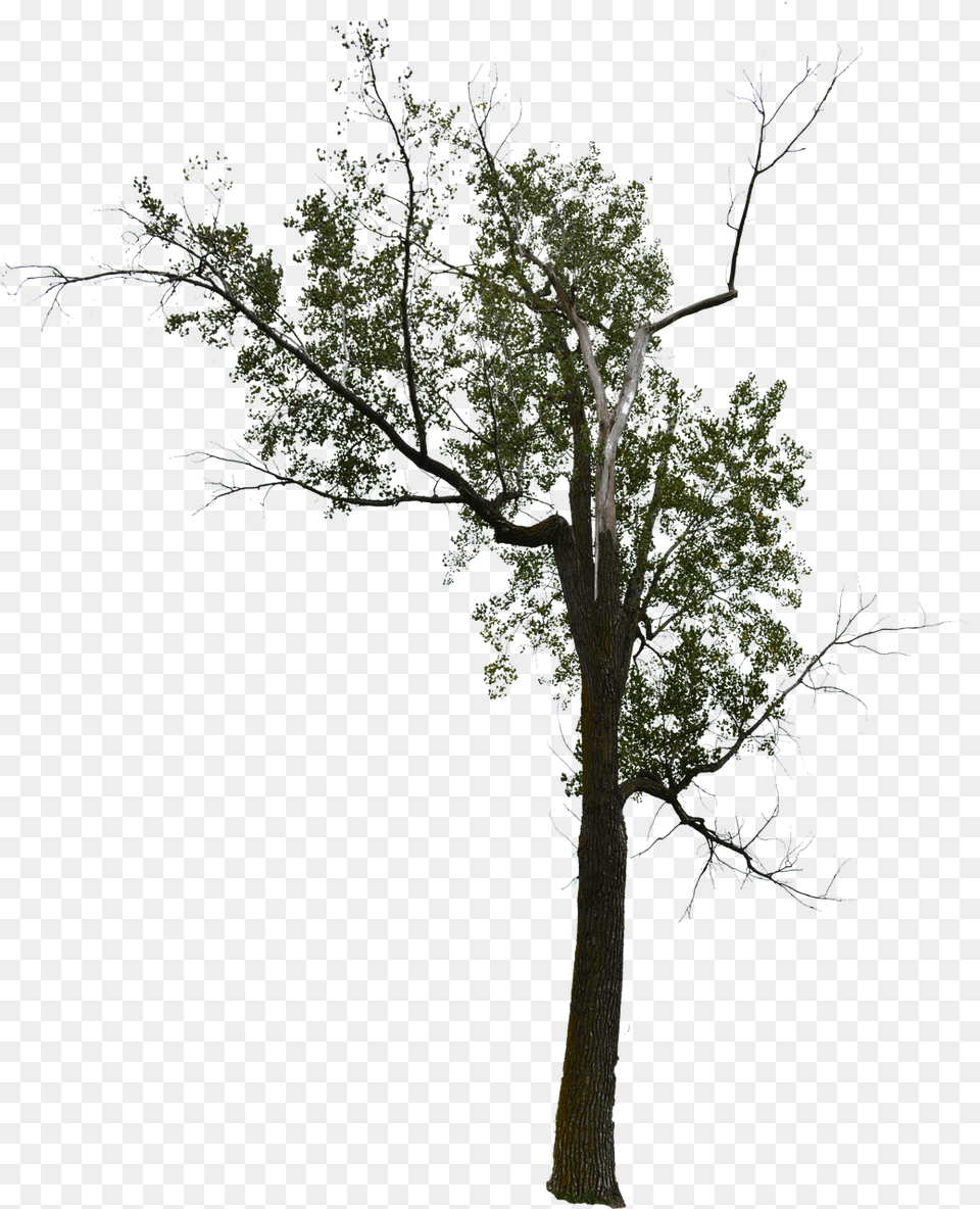 Dead Tree Dead Tree With No Background Halloween Tree, Weather, Tree Trunk, Plant, Outdoors Free Transparent Png