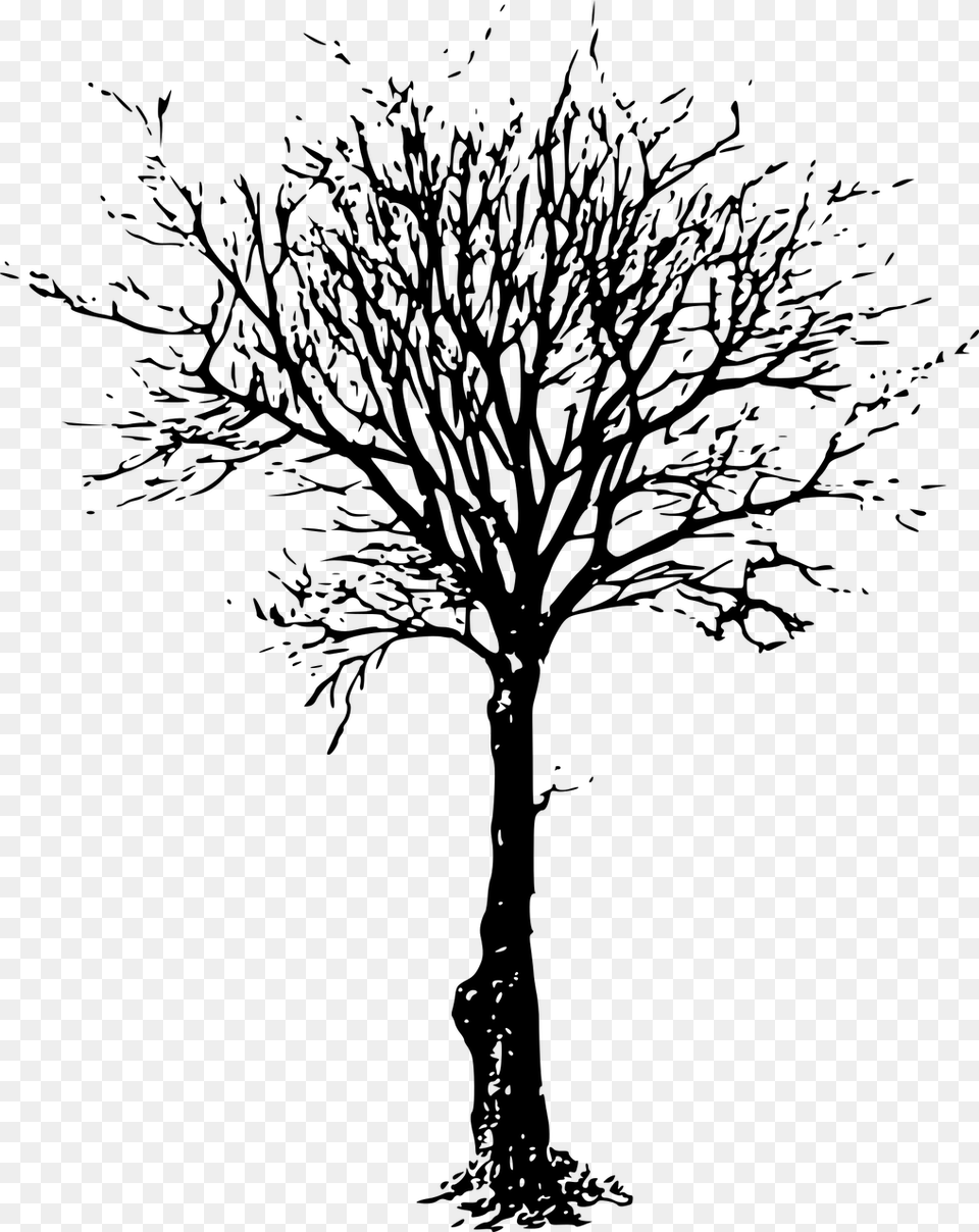 Dead Tree Draw, Gray Png