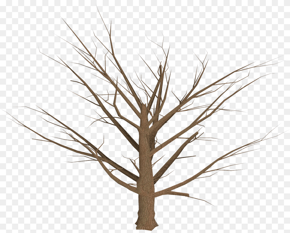 Dead Tree Empty Branches, Grass, Plant, Oak, Sycamore Free Png Download