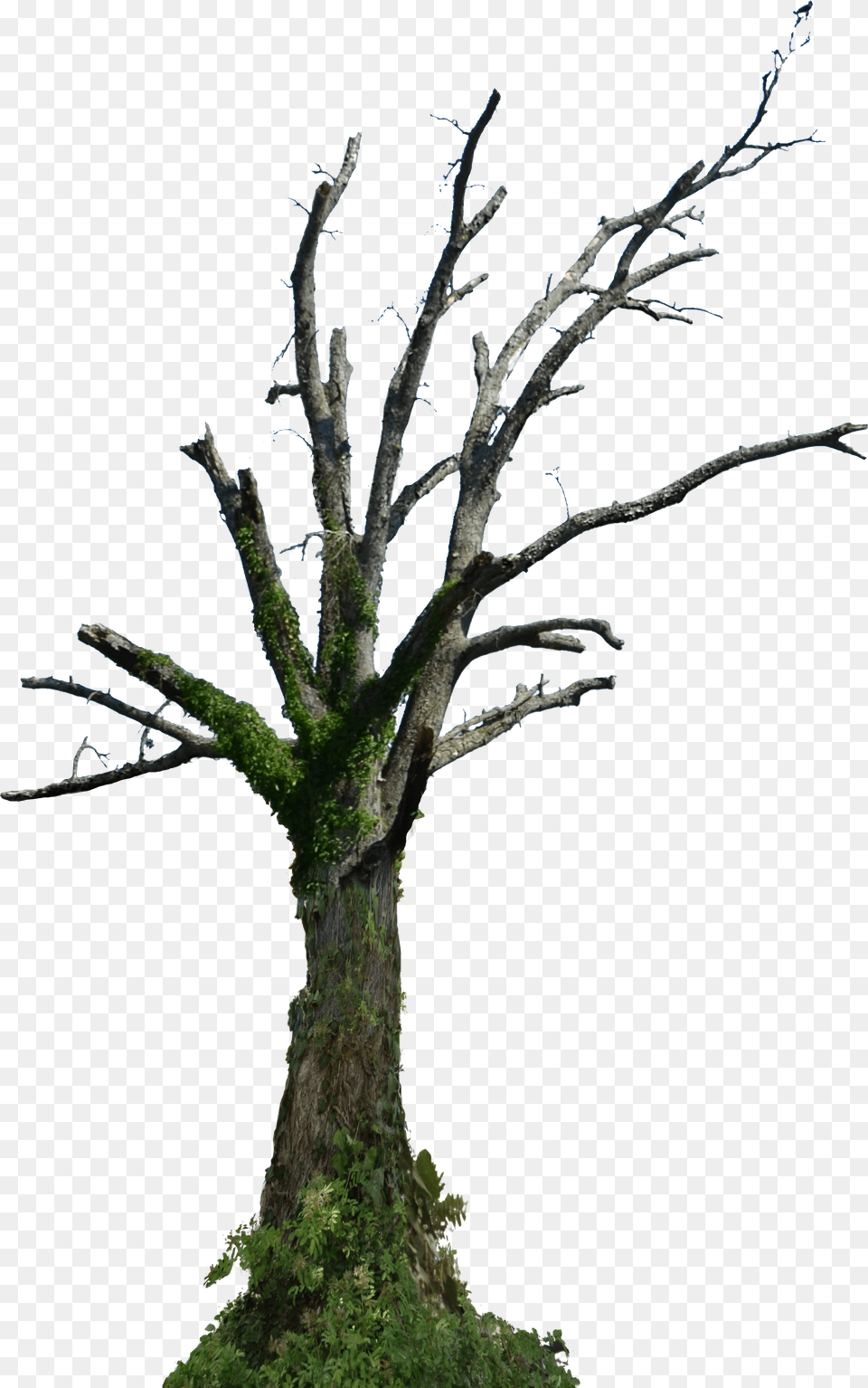 Dead Tree Hd Dead Old Tree, Animal, Wildlife, Fish, Mammal Free Png Download