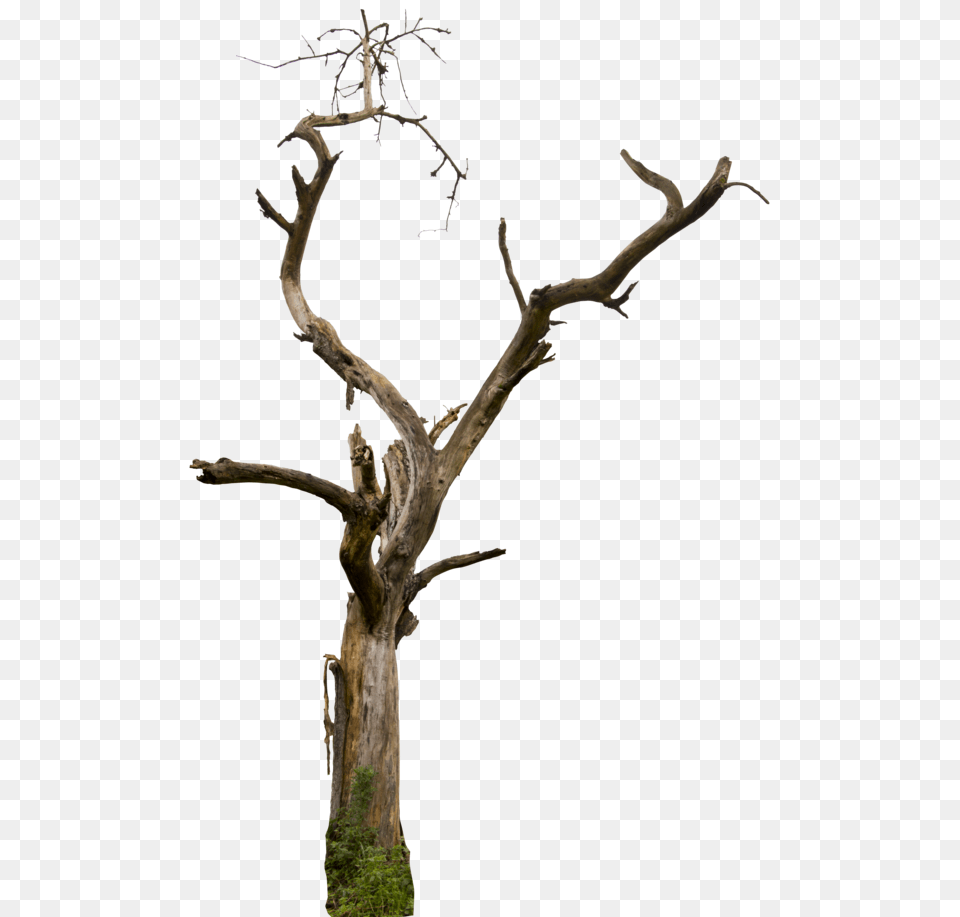 Dead Tree Hq, Plant, Tree Trunk, Wood, Animal Png Image