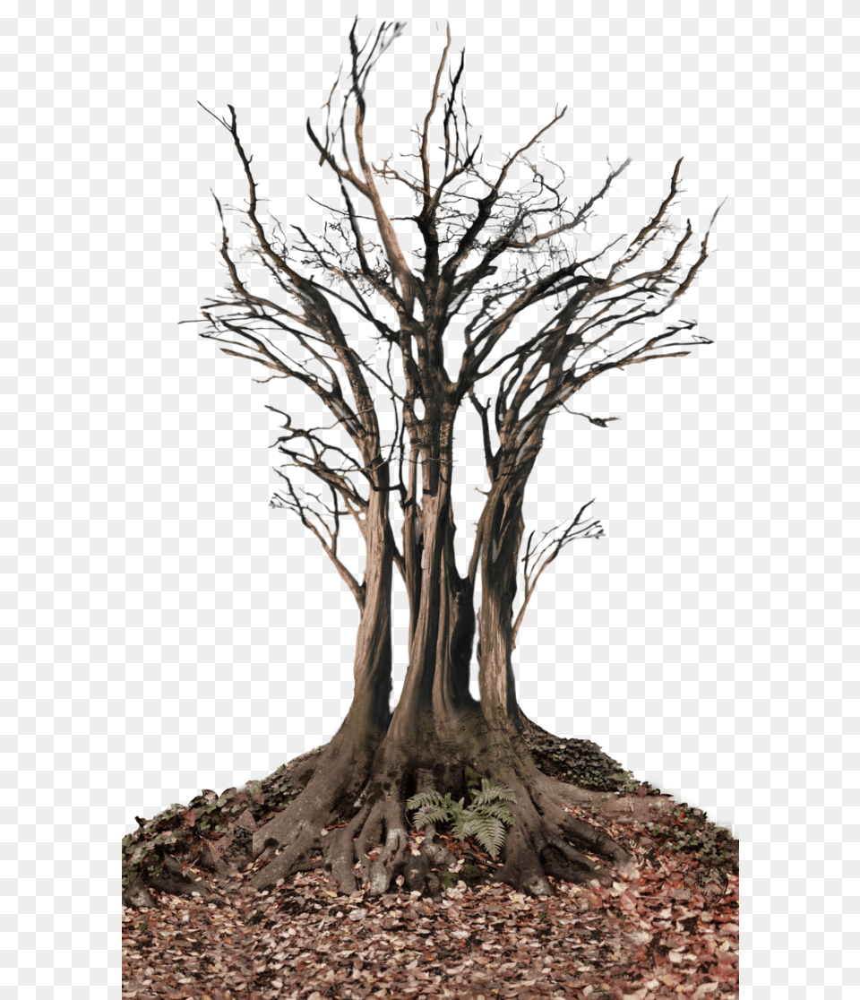 Dead Tree In Landscape Dead Trees, Plant, Potted Plant, Soil, Tree Trunk Free Png Download