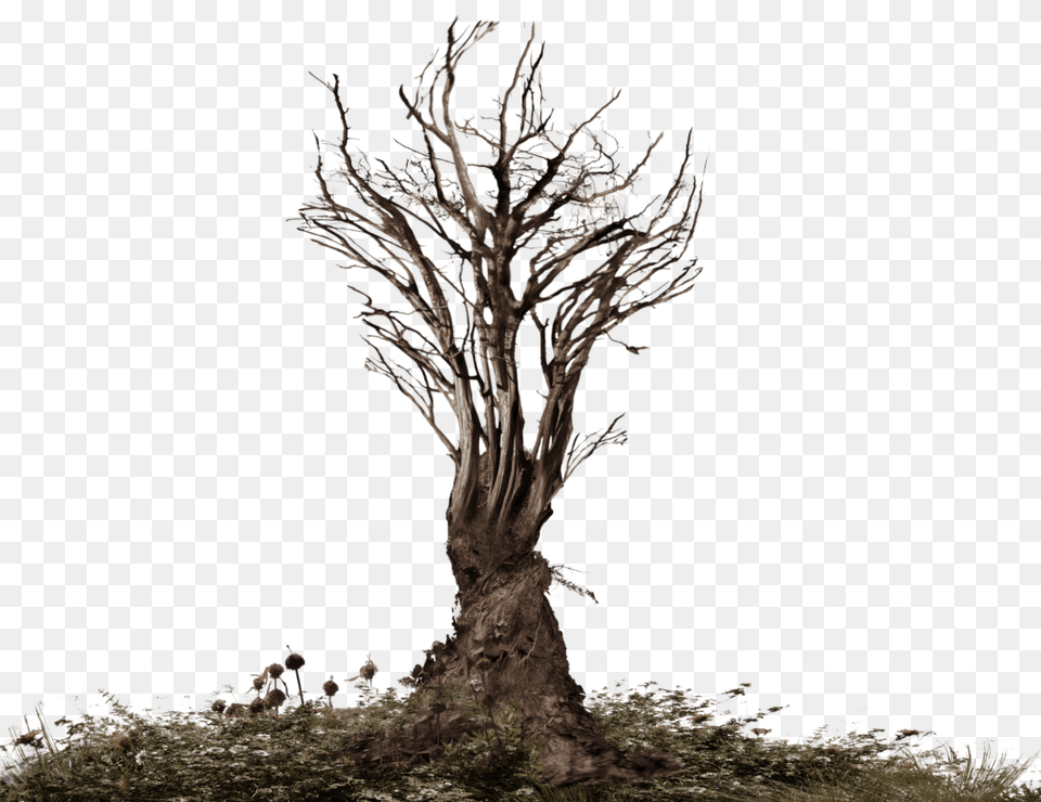 Dead Tree Official Psds Tree With Root, Plant, Tree Trunk, Wood Png Image