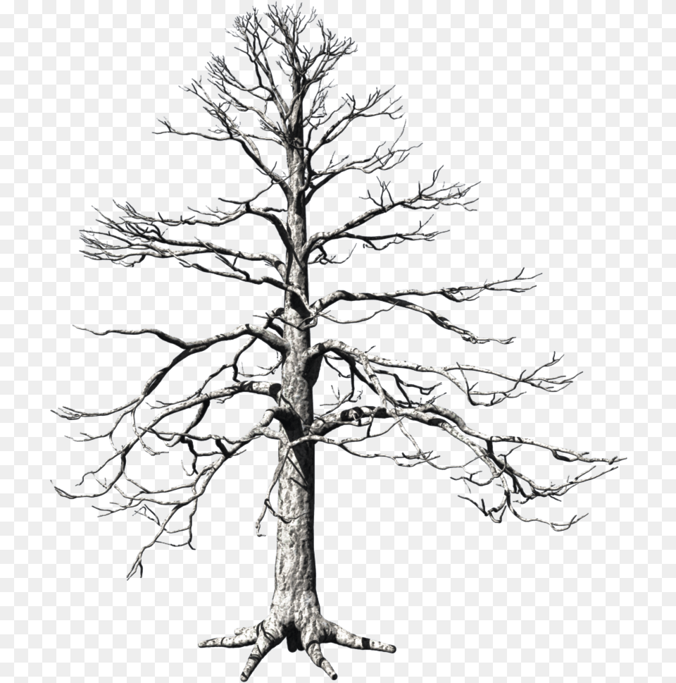 Dead Tree Pond Pine, Plant, Wood, Art, Drawing Png Image