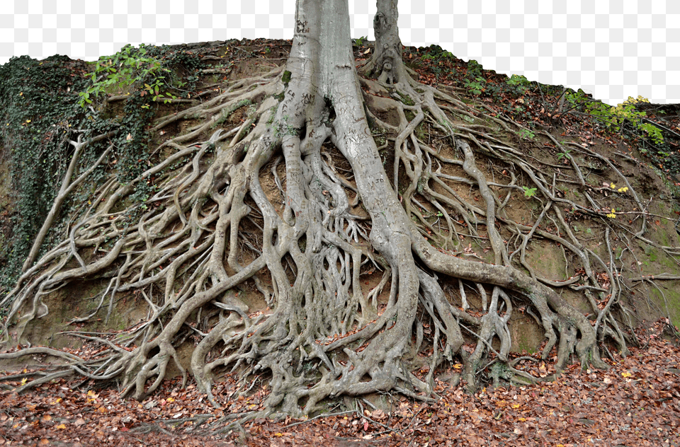 Dead Tree Roots Free Png