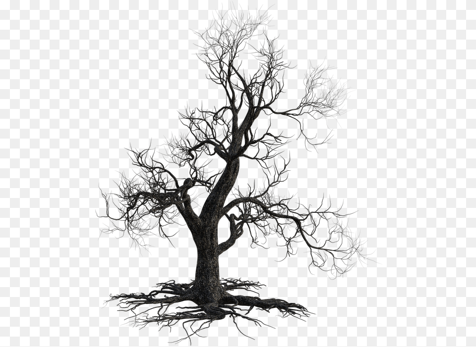 Dead Tree Scary Halloween Nature Autumn Old California Live Oak, Plant, Potted Plant, Chandelier, Lamp Free Transparent Png