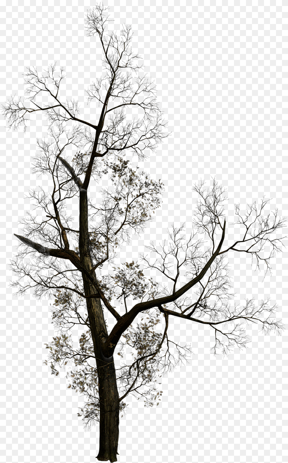Dead Tree Silhouette, Cross, Plant, Symbol, Tree Trunk Free Png Download