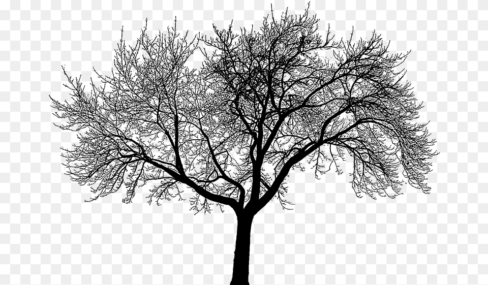 Dead Tree Silhouette Dead Trees Forest Black And White Do You Believe In Fate Or Destiny, Nature, Outdoors, Plant, Weather Png