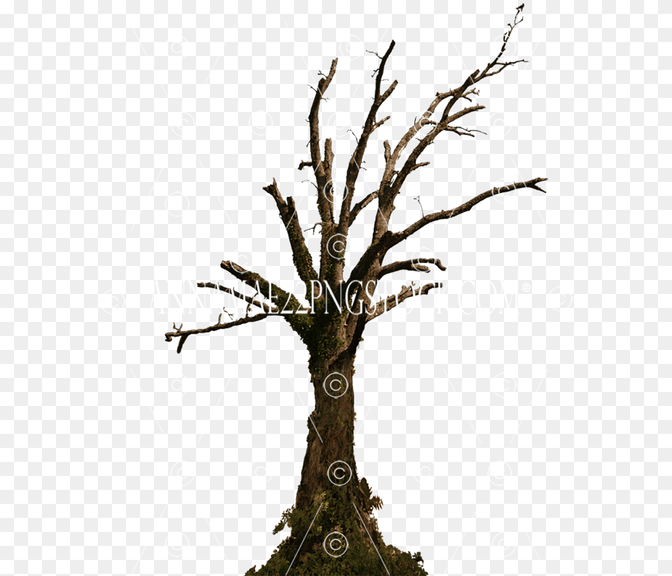 Dead Tree Stock Photo 0098 Top Dead Old Tree, Plant, Potted Plant Free Png