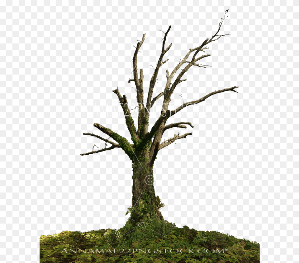 Dead Tree Stock Photo 0098 With Dead Tree, Plant, Tree Trunk, Vegetation, Moss Png Image