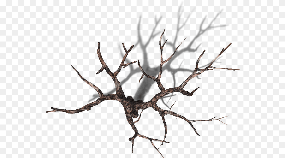 Dead Tree Top Down, Wood, Plant Free Png Download