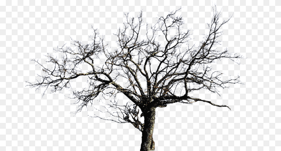 Dead Tree Transparent Background Bare Tree, Plant, Outdoors, Nature, Night Png Image