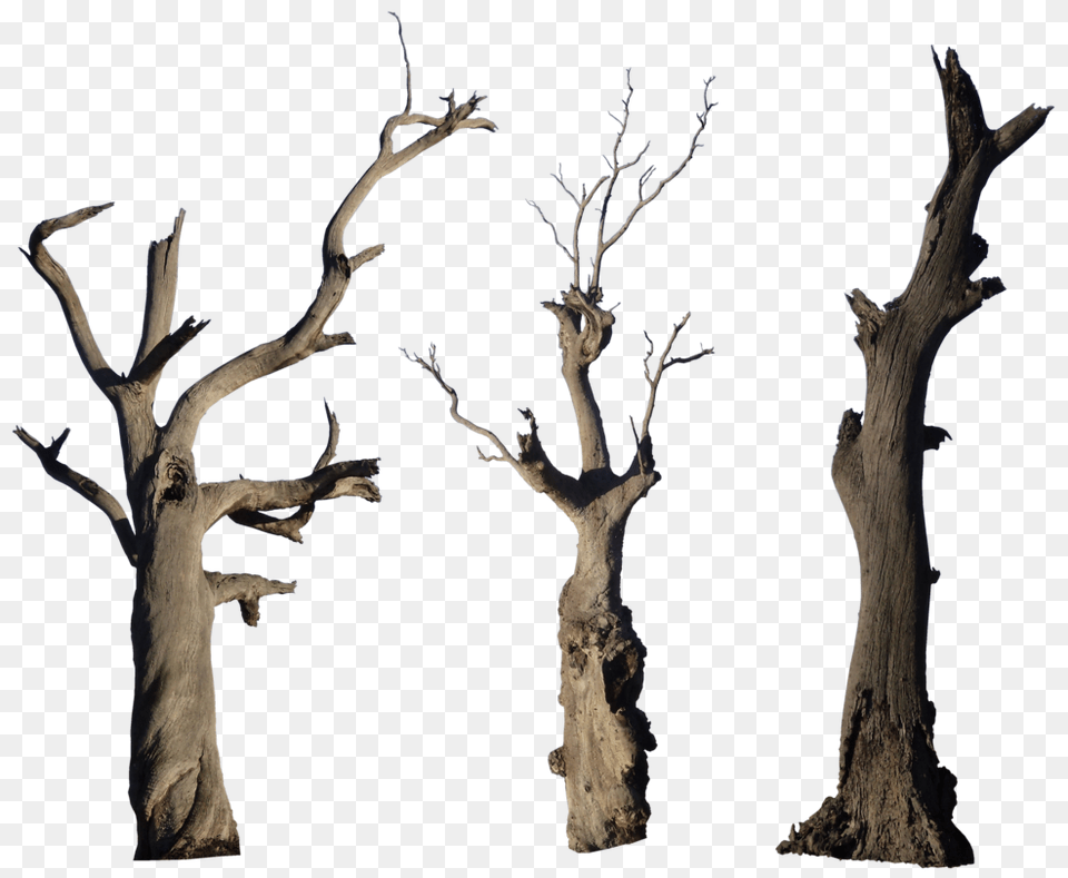 Dead Tree Transparent Dead Tree Images, Plant, Tree Trunk, Wood, Driftwood Free Png