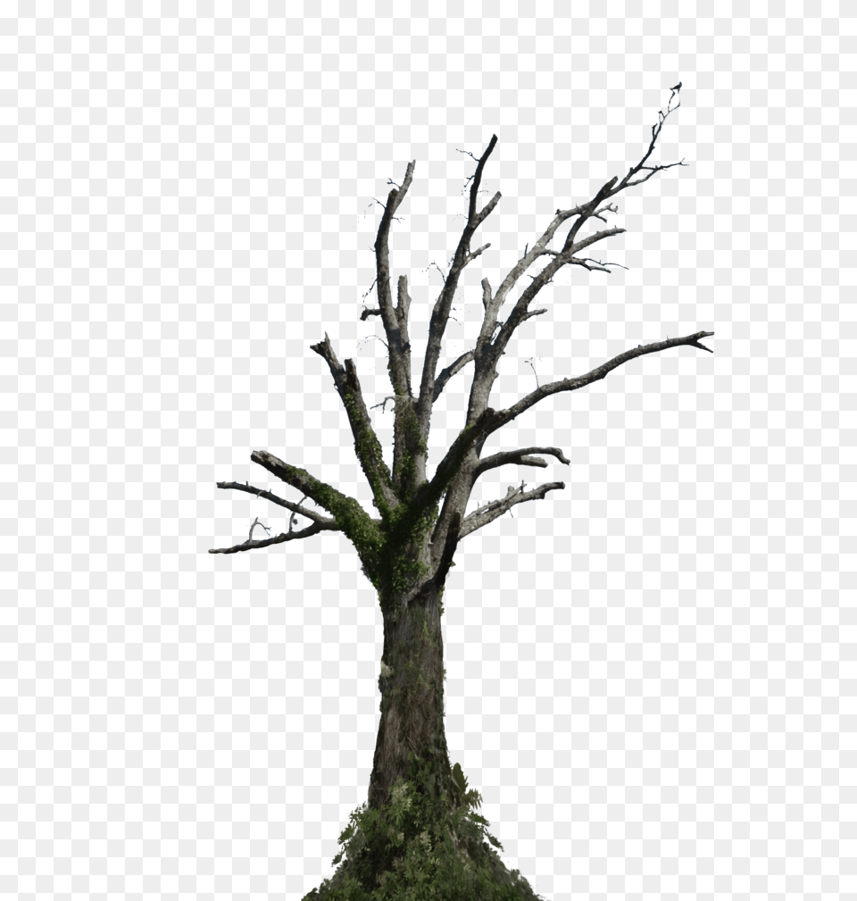 Dead Tree Transparent Dead Tree Images, Plant, Potted Plant, Outdoors, Nature Png