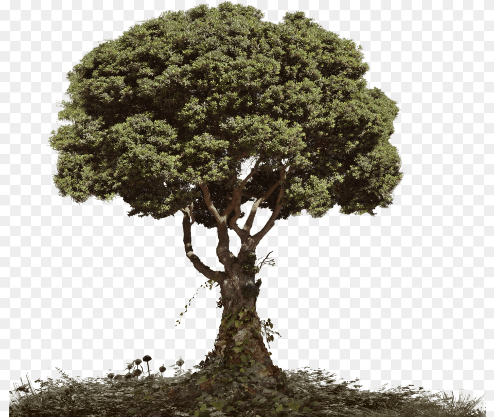 Dead Tree Tree And Soil Dead Tree With Foliage Tree For Photo Manipulation, Plant, Tree Trunk, Oak, Sycamore Free Png