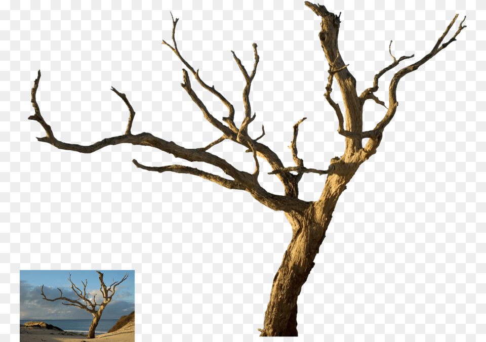 Dead Tree Vector Black And White Stock Dead Tree Branch, Plant, Tree Trunk, Wood, Driftwood Free Png Download