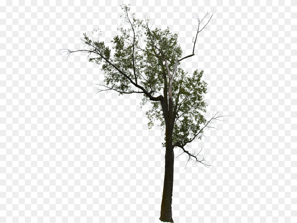 Dead Tree With No Background Halloween, Ice, Nature, Outdoors, Plant Free Transparent Png