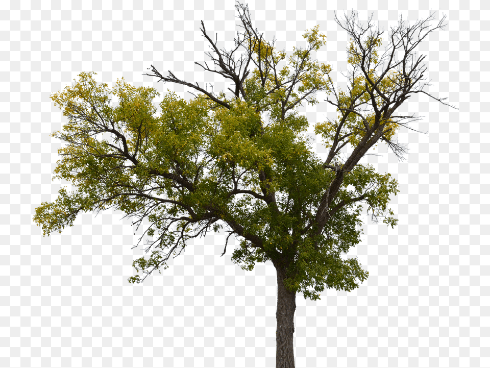 Dead Tree With No Photo On Pixabay Nh Cy Khng Nn, Plant, Tree Trunk, Leaf, Outdoors Free Png