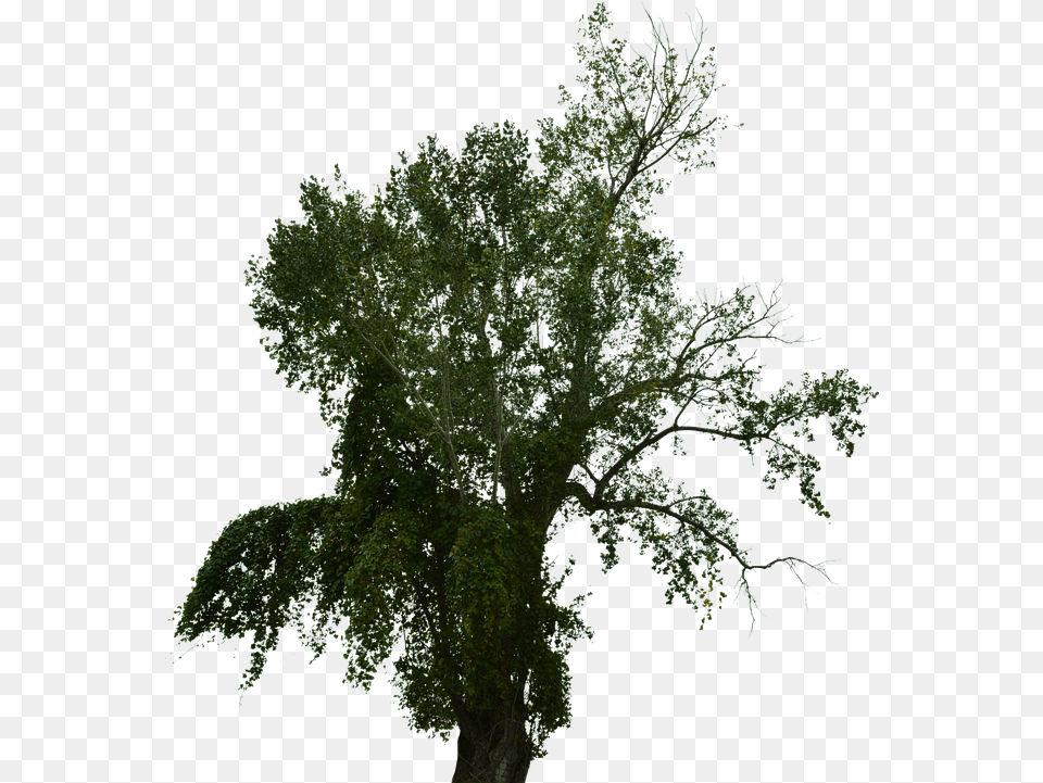 Dead Tree With No Image On Pixabay Pond Pine, Plant, Tree Trunk, Conifer, Leaf Free Transparent Png