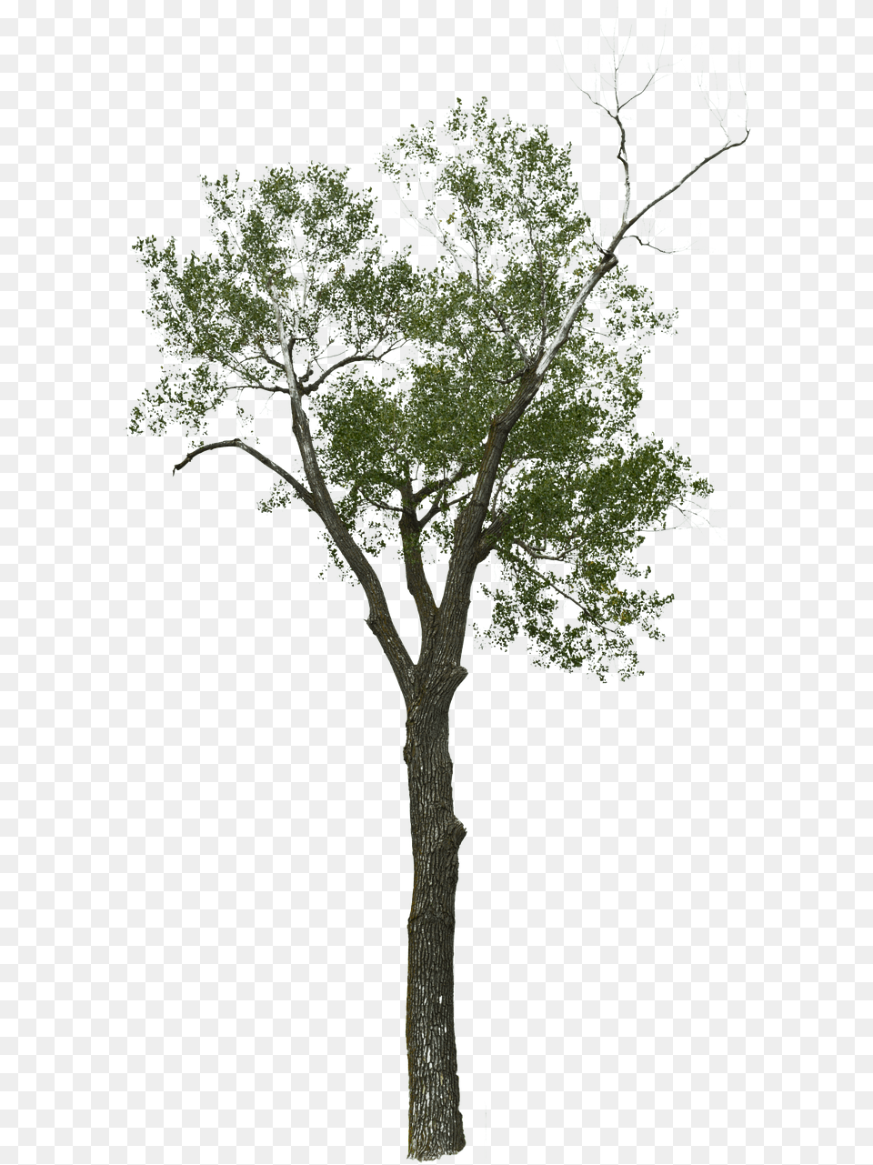 Dead Tree With No Image On Pixabay Tree, Plant, Tree Trunk, Oak, Sycamore Free Png Download