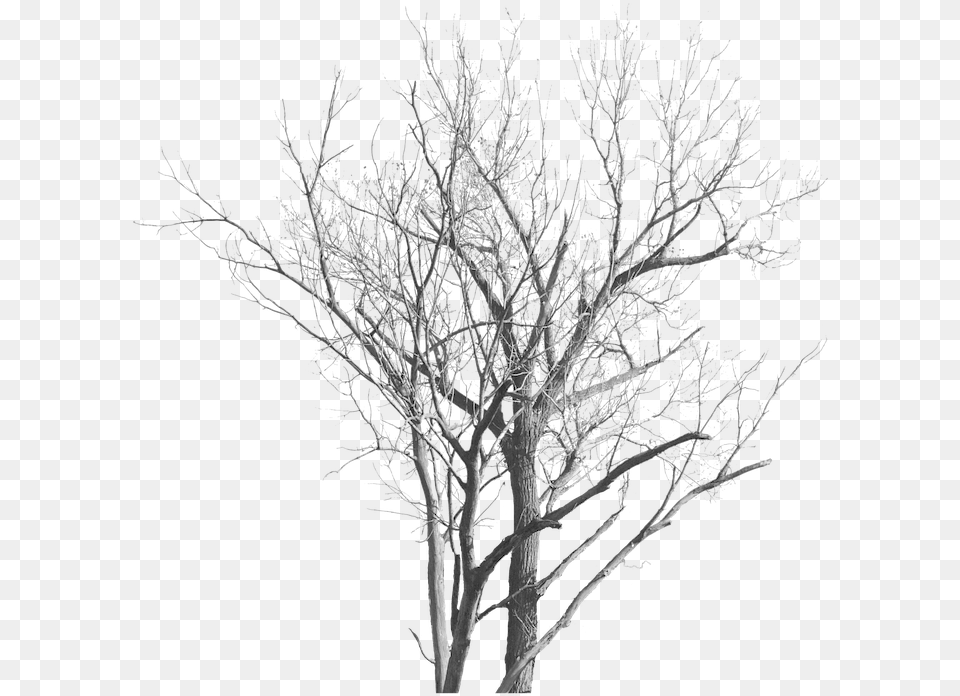 Dead Tree With No Leaves Free On Pixabay Trees With No Leaves, Frost, Ice, Nature, Outdoors Png Image