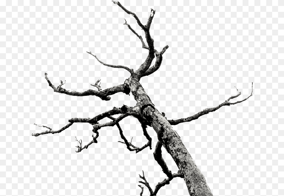 Dead Treebranches Stock Bare Branches Tree, Plant, Wood, Root Free Transparent Png