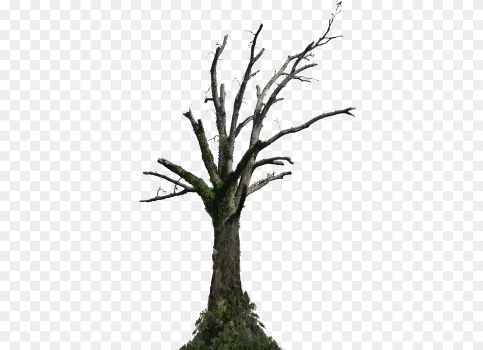 Dead Trees, Plant, Potted Plant, Tree, Tree Trunk Free Transparent Png