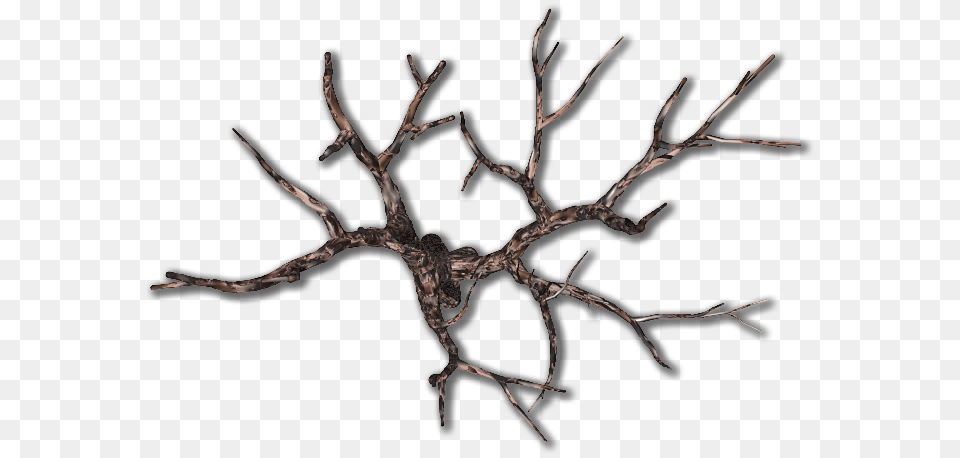 Dead Vine, Wood, Antler, Plant, Tree Free Png