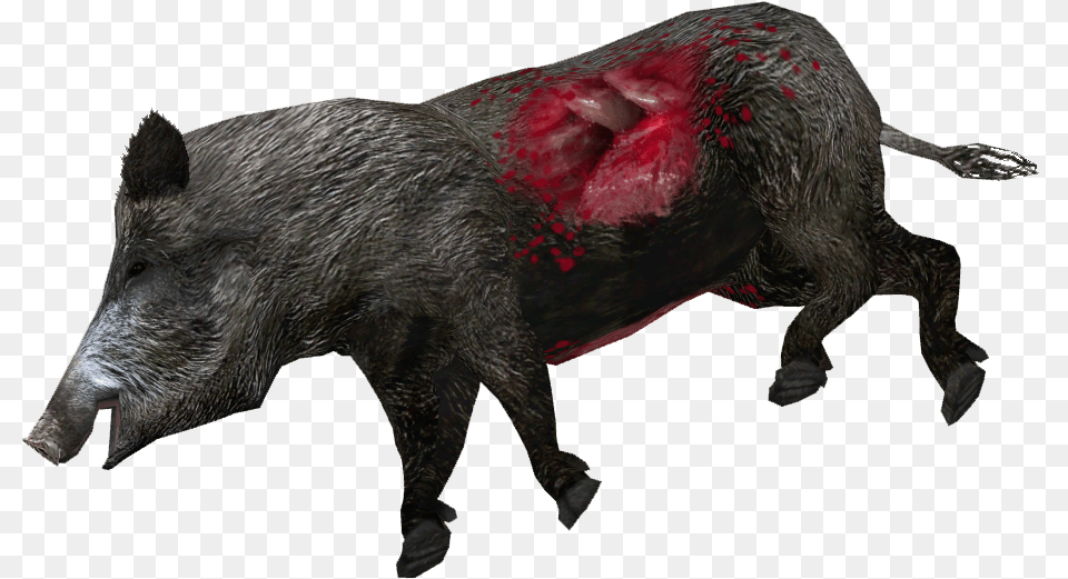 Dead Wild Boar Download Wild Boar, Animal, Hog, Mammal, Pig Free Transparent Png