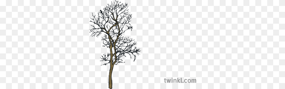 Dead Winter Autumn Tree Silhouette Ks2 Illustration Twinkl Pond Pine, Plant, Nature, Night, Outdoors Png