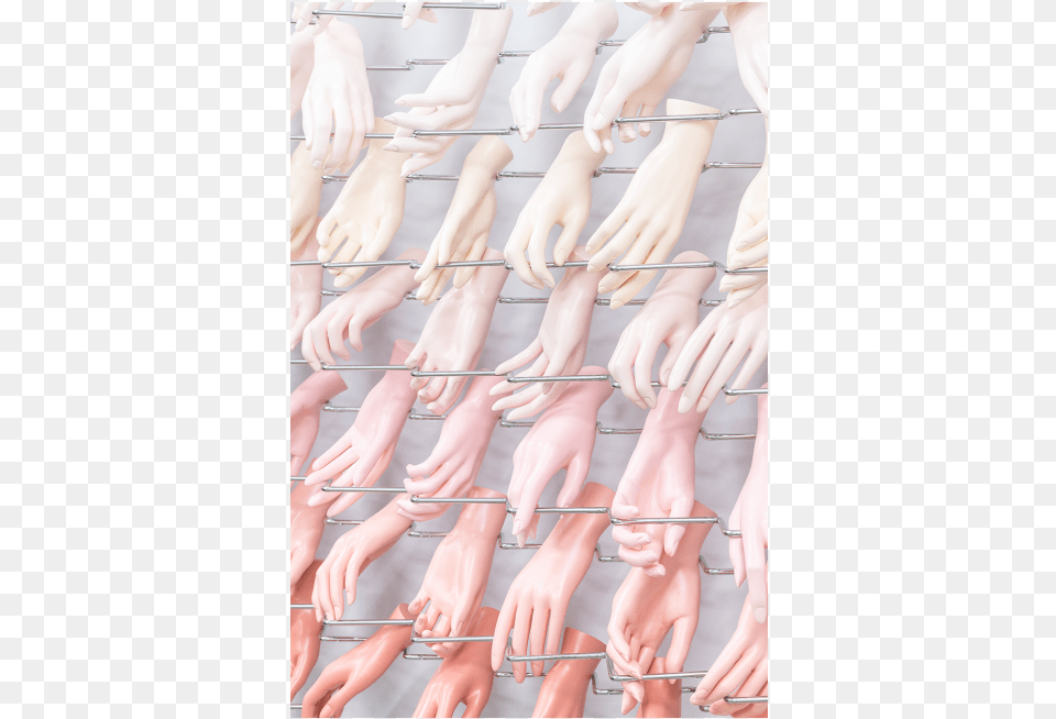 Dead World39 Seventeen Domestic Pig, Body Part, Person, Hand, Finger Free Transparent Png