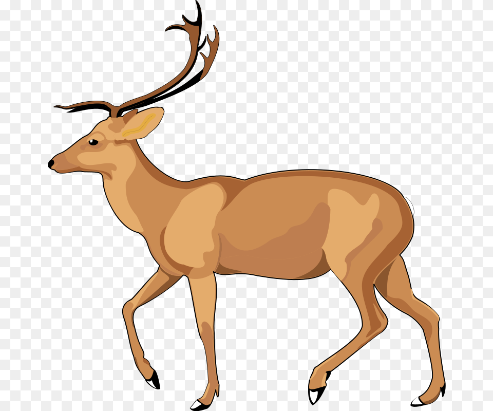 Dear Clipart Hd Animal, Deer, Mammal, Wildlife, Antelope Png Image