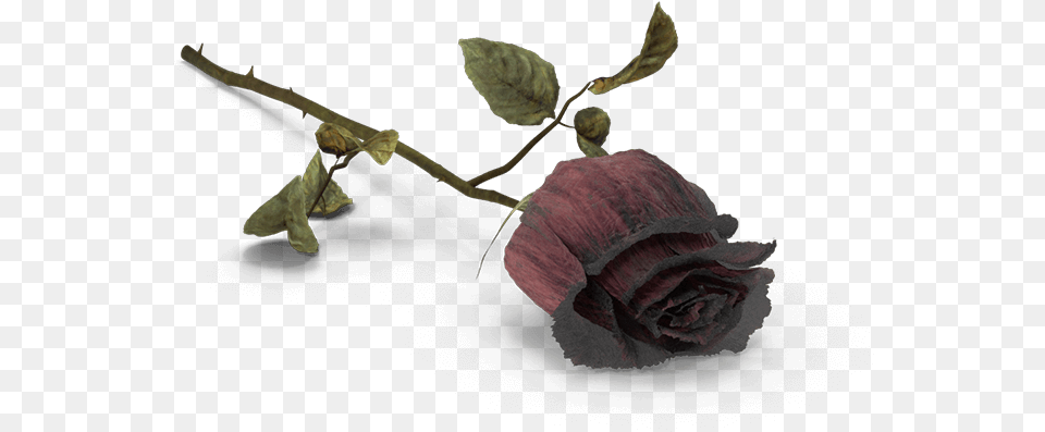 Death Flower Clipart Dead Rose, Plant, Leaf, Petal Free Transparent Png