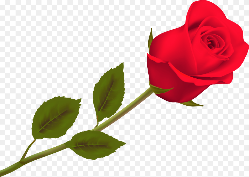 Death Flower Hd Wallpaper Rose, Plant Free Transparent Png