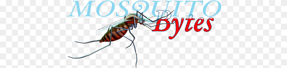 Death To Mosquitoes Mosquito, Animal, Insect, Invertebrate Free Transparent Png