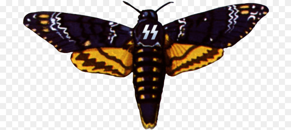 Deaths Head Moth Clipart Drawing Death39s Head Hawk Moth, Animal, Butterfly, Insect, Invertebrate Png Image
