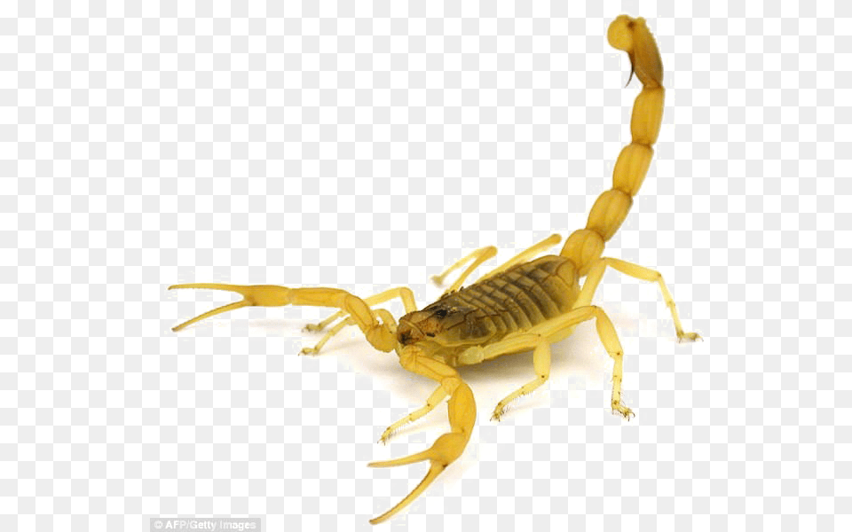 Deathstalker Scorpion, Animal, Insect, Invertebrate Png
