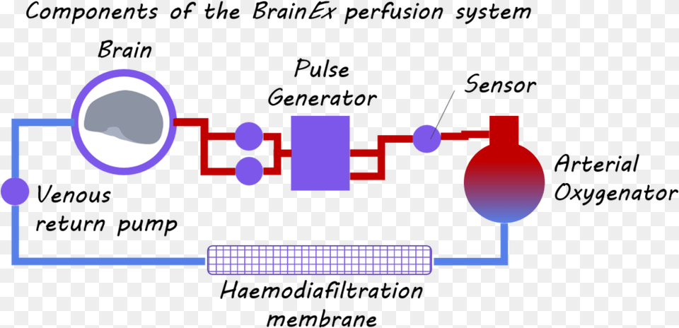 Deb Inflammatory Responses In The Brain, Diagram Png