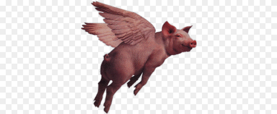 Deb Naughton Transparent Flying Pig Gif, Animal, Boar, Hog, Mammal Png