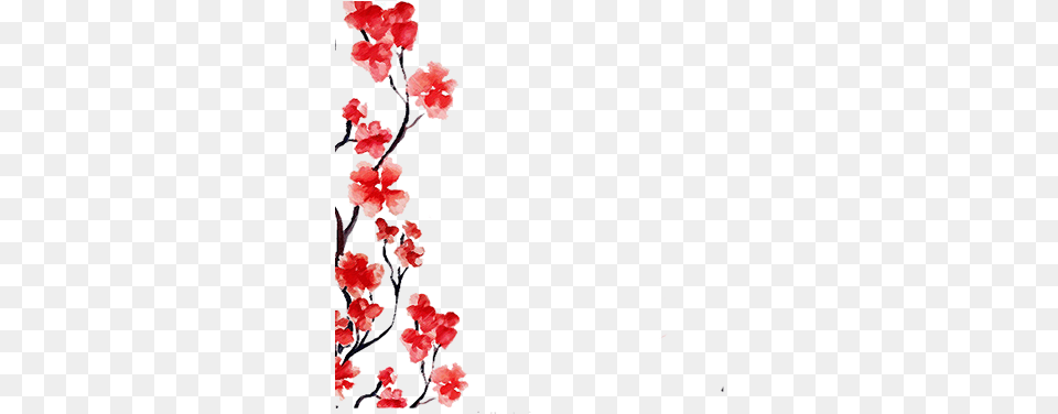 Debuting Red Perfect Cherry Blossom Flower, Petal, Plant, Carnation Free Png