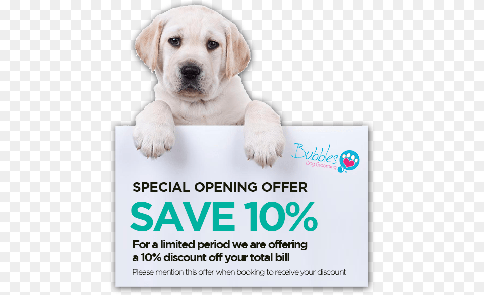 Dec Special Opening Offer Flyer, Advertisement, Poster, Animal, Canine Free Png